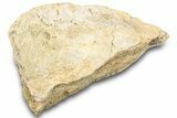 Dinosaur (Triceratops) Frill Shield Edge - Montana #323032-1